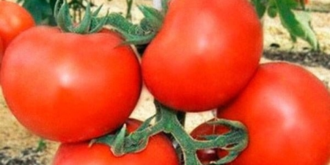 Paradajz katya: recenzije, fotografije, prinos